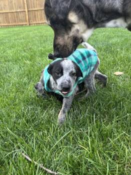 Winnie the Australian Cattle Dog puppy -  Australian Cattle Dog Blue Heeler Dog for Adoption in Muskego, Wisconsin - Winnie The Australian Cattle Dog Puppy | PetCurious