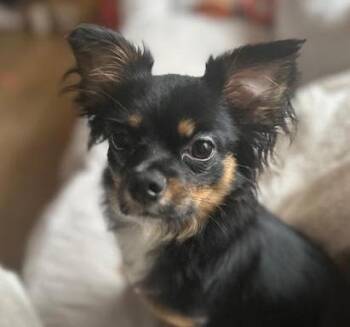 Rescue Chihuahua Dogs for Adoption in Cumming, Georgia - Symone | PetCurious