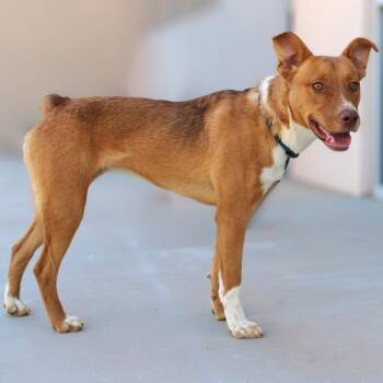 Sierra -  Mixed Breed Dog for Adoption in Las Cruces, New Mexico - Sierra | PetCurious