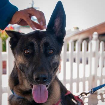 German Shepherd Dog and Belgian Shepherd Malinois Dogs Available for Adoption in San Jose, California - Milo | PetCurious