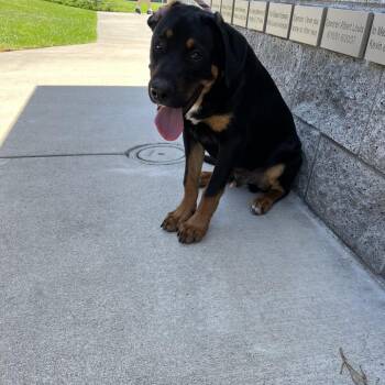 Orange Juice -  Rottweiler and Mixed Breed Dog for Adoption in Long Beach, California - Orange Juice | PetCurious
