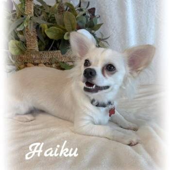 Chihuahua Dogs Available for Adoption in Tulsa, Oklahoma - Haiku | PetCurious