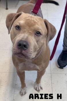 Aries H -  American Bully Dog for Adoption in Dyersburg, Tennessee - Aries H | PetCurious