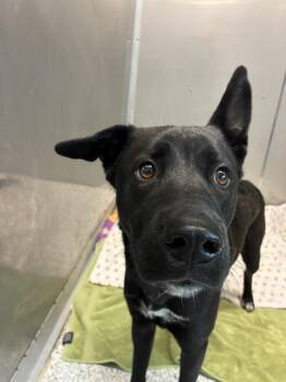 German Shepherd Dog and Mixed Breed Dogs Available for Adoption in Brunswick, Georgia - PANDERA | PetCurious