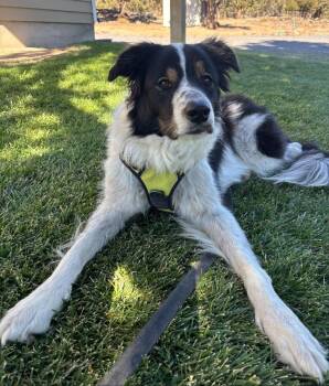Meg -  Border Collie Dog for Adoption in Bend, Oregon - Meg | PetCurious
