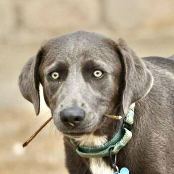 Labrador Retriever and Weimaraner Dogs Available for Adoption in Austin, Texas - Laney | PetCurious