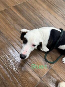 Hound Dogs Available for Adoption in Hilton Head Island, South Carolina - Stuart | PetCurious