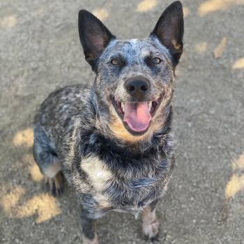 Rescue Australian Cattle Dog Blue Heeler and Mixed Breed Dogs for Adoption in Riverside, California - Rusty | PetCurious