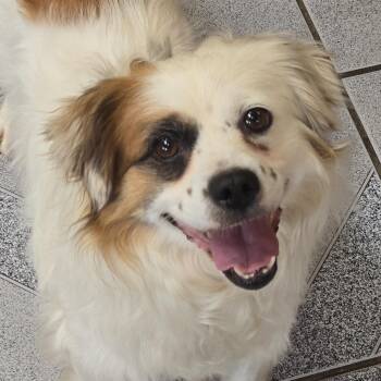 Pesto -  Mixed Breed Dog for Adoption in Normal, Illinois - Pesto | PetCurious