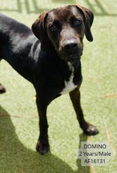 Domino -  Hound and Mixed Breed Dog for Adoption - Domino | PetCurious