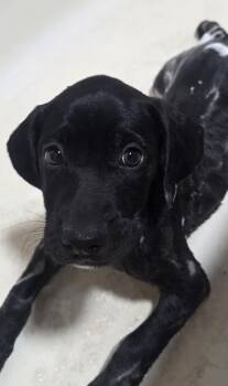 Liberty -  Mountain Cur and Hound Dog for Adoption in Wadsworth, Ohio - Liberty | PetCurious