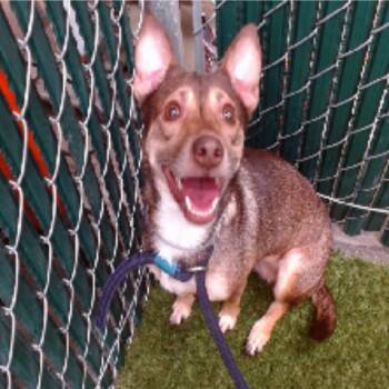 Rescue Chihuahua and Mixed Breed Dogs for Adoption in Nampa, Idaho - Bella | PetCurious