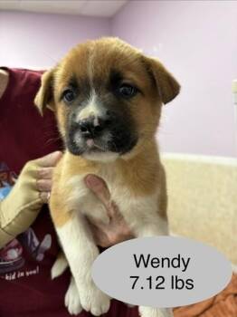 Saint Bernard and Mixed Breed Dogs Available for Adoption - Wendy | PetCurious