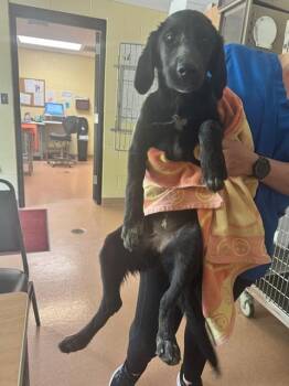 Labrador Retriever and Mixed Breed Dogs Available for Adoption in Cookeville, Tennessee - CRAYFISH | PetCurious