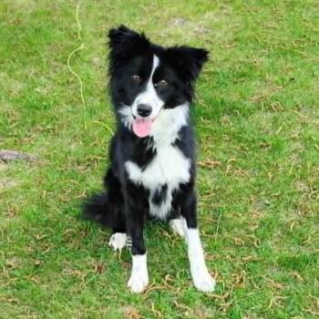 Bella -  Border Collie and Australian Shepherd Dog for Adoption in Ada, Minnesota - Bella | PetCurious