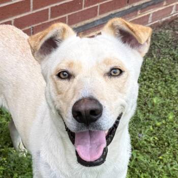 Labrador Retriever and Mixed Breed Dogs Available for Adoption in Brenham, Texas - Puddin | PetCurious