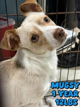 Chihuahua Dogs Available for Adoption in Holbrook, New York - MUGSY | PetCurious