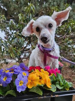 Maltese and Poodle Dogs Available for Adoption - Eggnog A/k/a Eddie | PetCurious