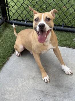 TOAST -  Mixed Breed Dog for Adoption in Dallas, Texas - TOAST | PetCurious