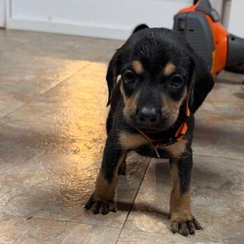 Cashew -  Mixed Breed Dog for Adoption in Fredericksburg, Virginia - Cashew | PetCurious