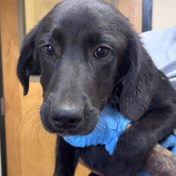 Leo -  Mixed Breed and Black Labrador Retriever Dog for Adoption in Corinth, Mississippi - Leo | PetCurious