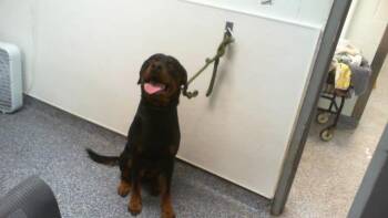 A1271563 -  Rottweiler Dog for Adoption in Charlotte, North Carolina - A1271563 | PetCurious