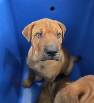 LESLIE -  Mixed Breed Dog for Adoption in Dallas, Texas - LESLIE | PetCurious