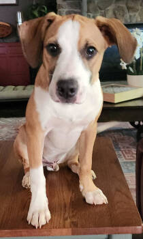 Rescue Mixed Breed Dogs for Adoption in Herndon, Virginia - Mikey | PetCurious