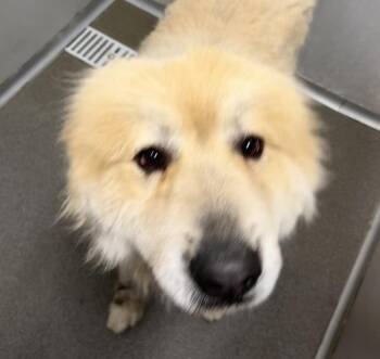 Teddy -  Great Pyrenees Dog for Adoption in Des Moines, Iowa - Teddy | PetCurious
