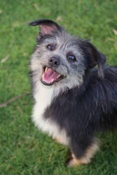 Sassy -  Mixed Breed Dog for Adoption in Palos Heights, Illinois - Sassy | PetCurious
