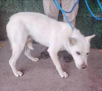 Shepherd and Mixed Breed Dogs Available for Adoption in El Paso, Texas - 61011541 | PetCurious