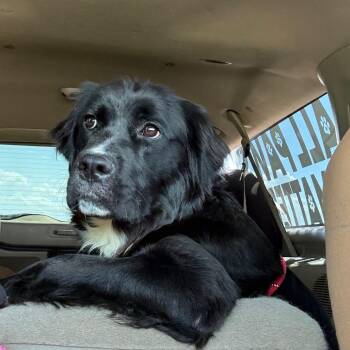Labrador Retriever and Mixed Breed Dogs Available for Adoption in Normal, Illinois - Addison | PetCurious