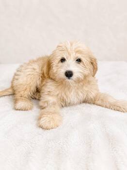 Peanut Butter Cup (f) -  Poodle and Australian Shepherd Dog for Adoption in Nashville, Tennessee - Peanut Butter Cup (f) | PetCurious
