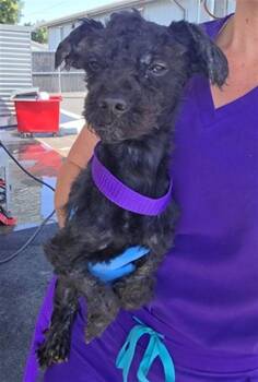 Poodle and Mixed Breed Dogs Available for Adoption in San Bernardino, California - MR. SOFTY | PetCurious