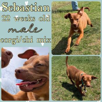 Chihuahua Dogs Available for Adoption in Grantville, Pennsylvania - Sebastian | PetCurious