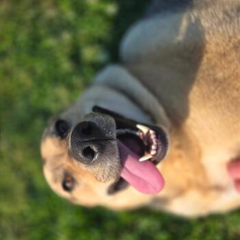 Mixed Breed Dogs Available for Adoption in Chattanooga, Tennessee - Sky | PetCurious