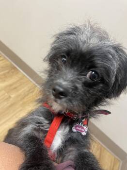Mariah -  Shih Tzu Dog Available for Adoption in Gloucester Township, New Jersey - Mariah | PetCurious