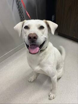 DENALI -  Labrador Retriever and Husky Dog for Adoption in Fairbanks, Alaska - DENALI | PetCurious