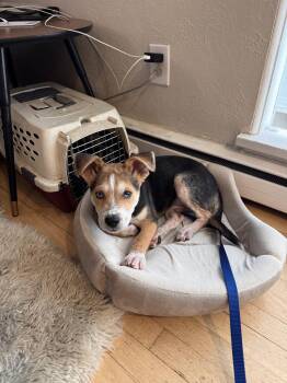 German Shepherd Dog Dogs Available for Adoption in Denver, Colorado - Yarrow #1 | PetCurious