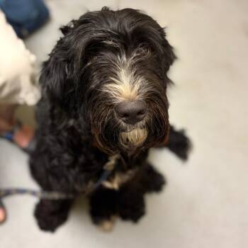 Jackie -  Bernese Mountain Dog and Standard Poodle Dog for Adoption in Charlottesville, Virginia - Jackie | PetCurious