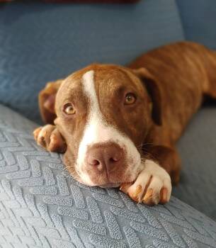 Retriever and Cattle Dog Dogs Available for Adoption in Bothell, Washington - Kiki | PetCurious