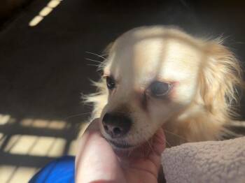 TOMMY -  Pekingese and Chihuahua Dog for Adoption in Chula Vista, California - TOMMY | PetCurious