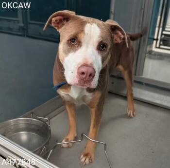 A477848 -  Pit Bull Terrier Dog for Adoption in Oklahoma City, Oklahoma - A477848 | PetCurious