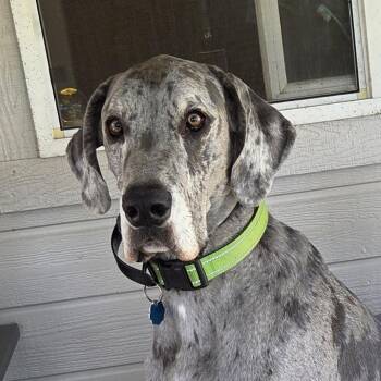 Great Dane Dogs Available for Adoption in Eagle, Idaho - ELLIOT | PetCurious