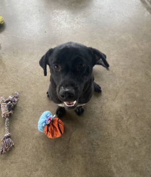 Rescue Labrador Retriever and Staffordshire Bull Terrier Dogs for Adoption in Pryor, Oklahoma - TEDDY | PetCurious