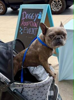 French Bulldog Dogs Available for Adoption in Piedmont, Oklahoma - Cera | PetCurious