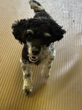 JOSIE -  Poodle Dog for Adoption in Rossford, Ohio - JOSIE | PetCurious