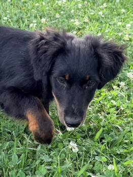 Dachshund Dogs Available for Adoption in Baker, Louisiana - Quinn | PetCurious