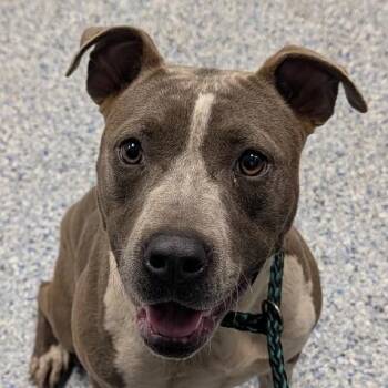 American Staffordshire Terrier and Mixed Breed Dogs Available for Adoption in Greenville, South Carolina - Milkshake | PetCurious