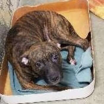 WALLY -  Pit Bull Terrier and Poodle Dog for Adoption in Seymour, Indiana - WALLY | PetCurious